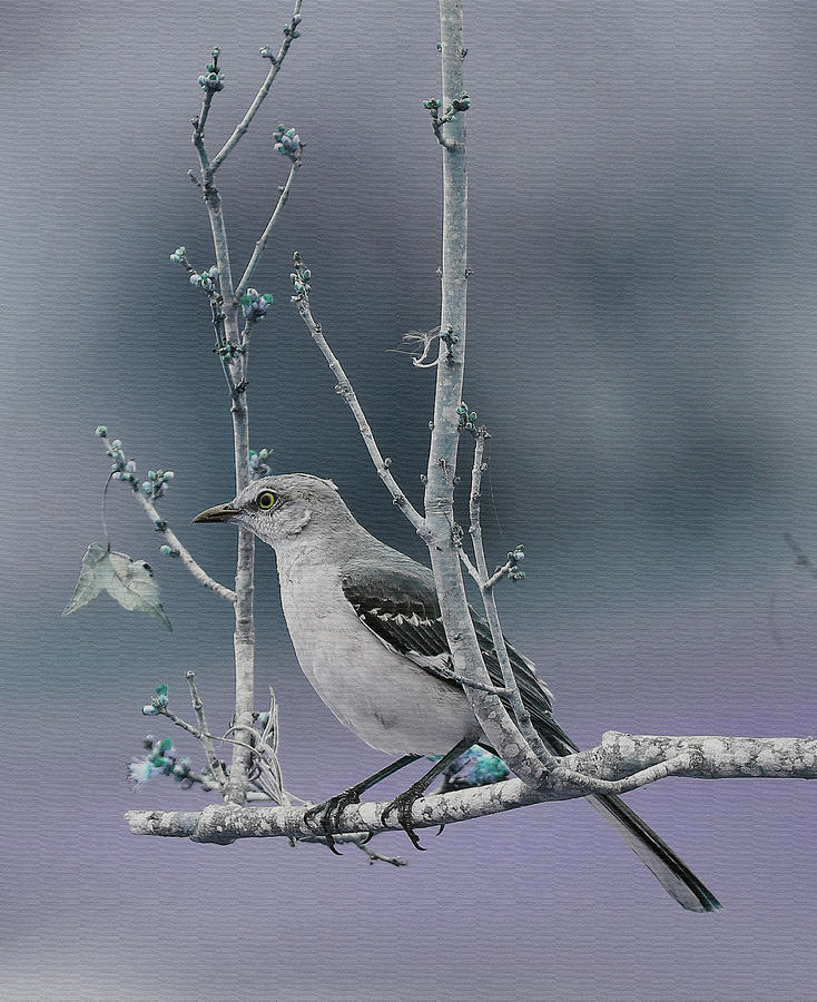 Mockingbird Blues Photograph