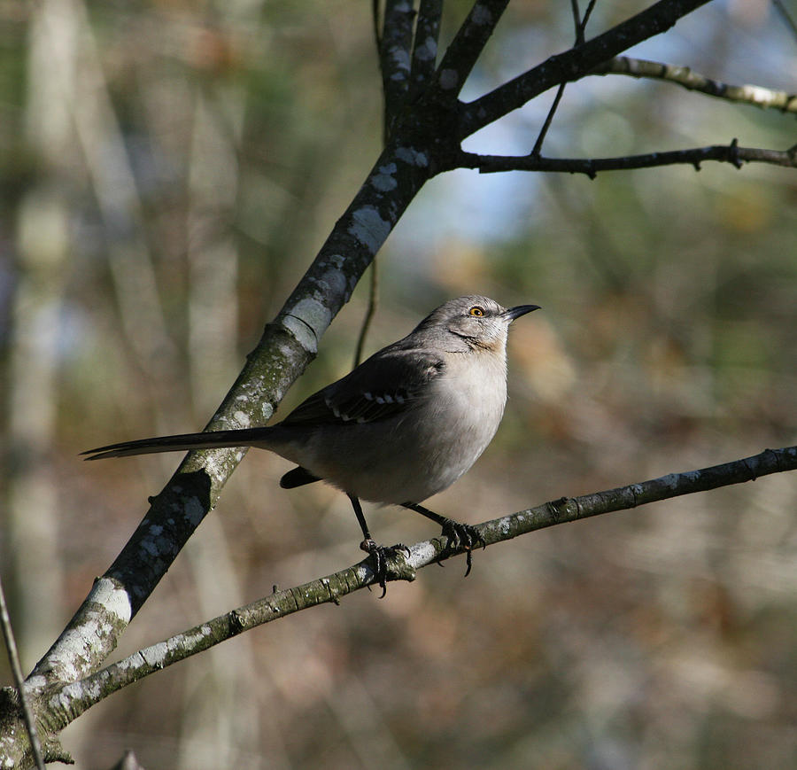 Mockingbird Photograph - Mockingbird on tree limb by Cathy Harper