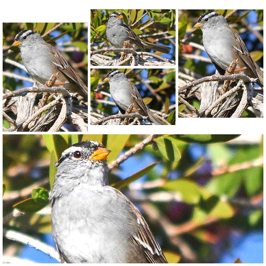 Mockingbird Collage Photograph by Jay Milo