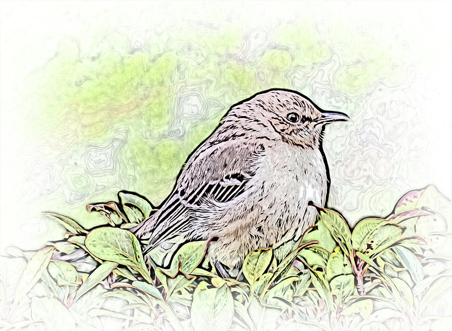 Mockingbird Color Sketch Photograph by Leslie Montgomery