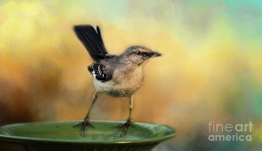 Mockingbird Photograph by Darren Fisher