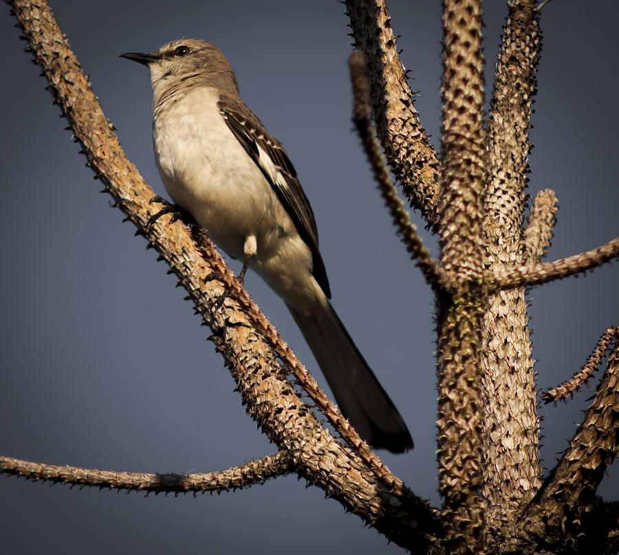 Wildlife Photograph - Mockingbird  by Debra Forand