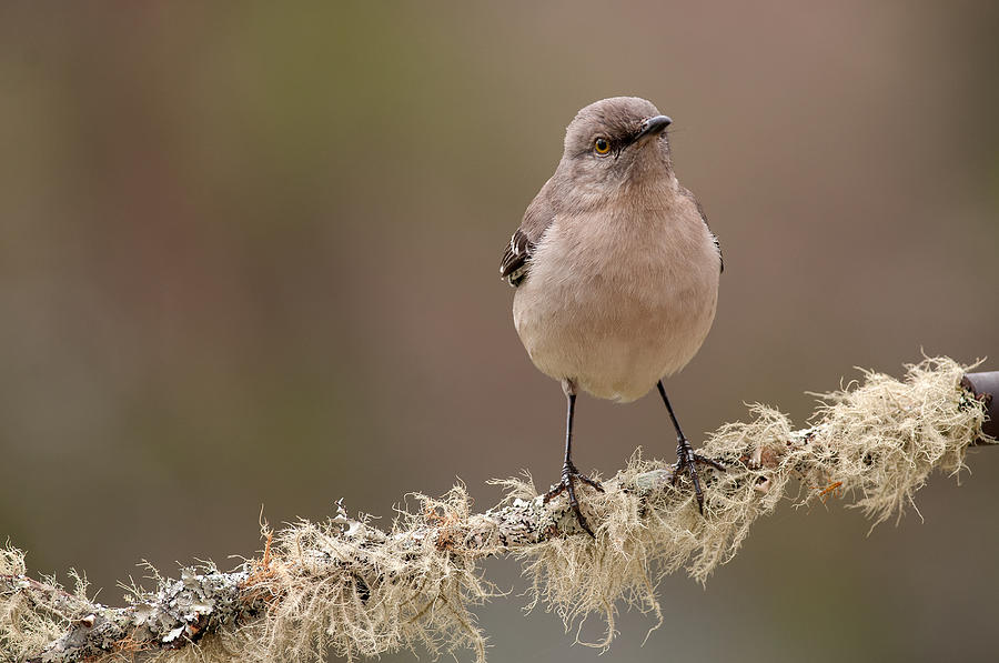 Mockingbird Photograph by Derek Thornton