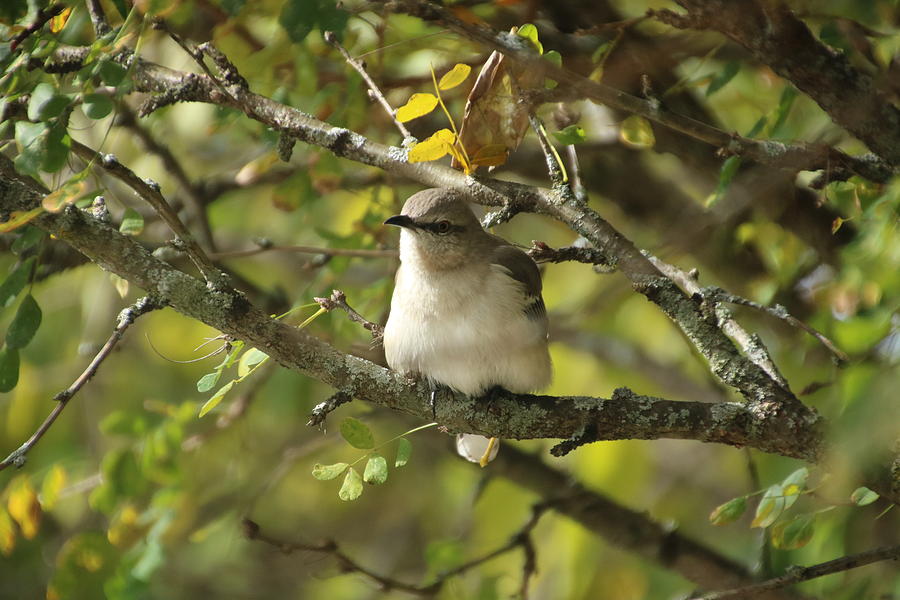 Mockingbird Photograph by Gerald Salamone