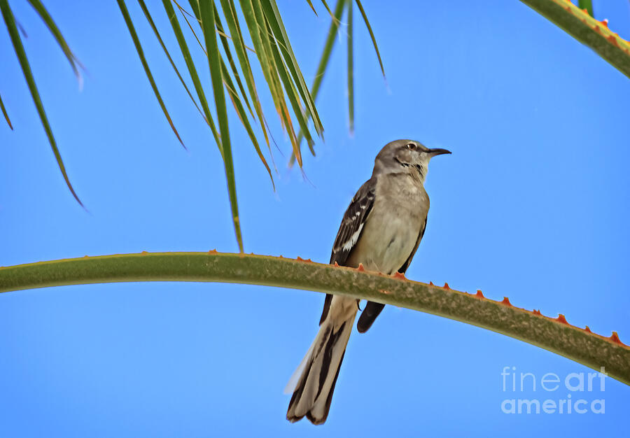 Mockingbird In A Palm Tree Photograph by Robert Bales