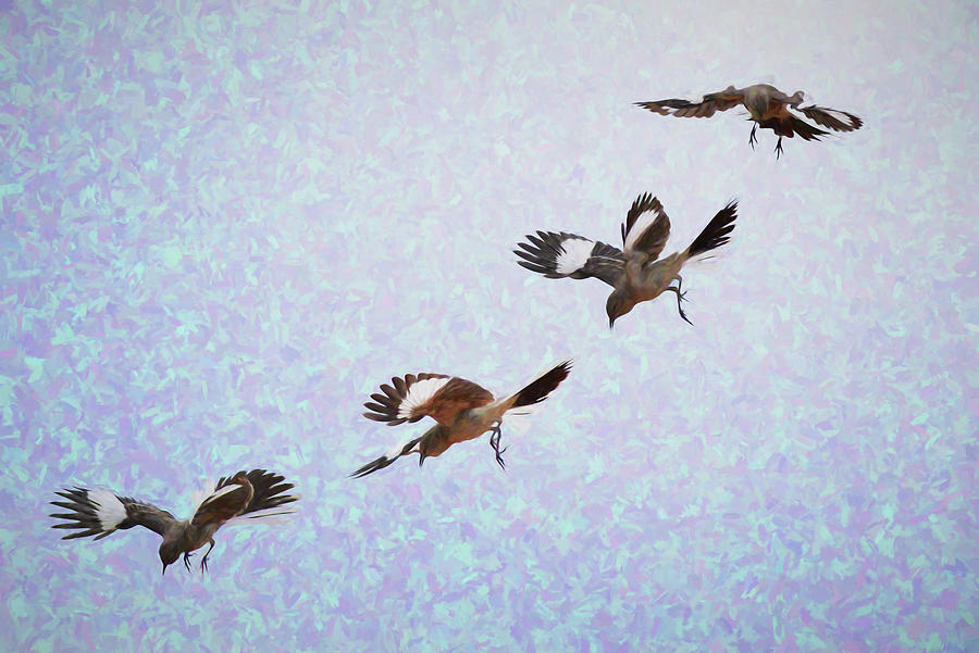 Mockingbird in Air Sequence Impression I Mixed Media by Linda Brody