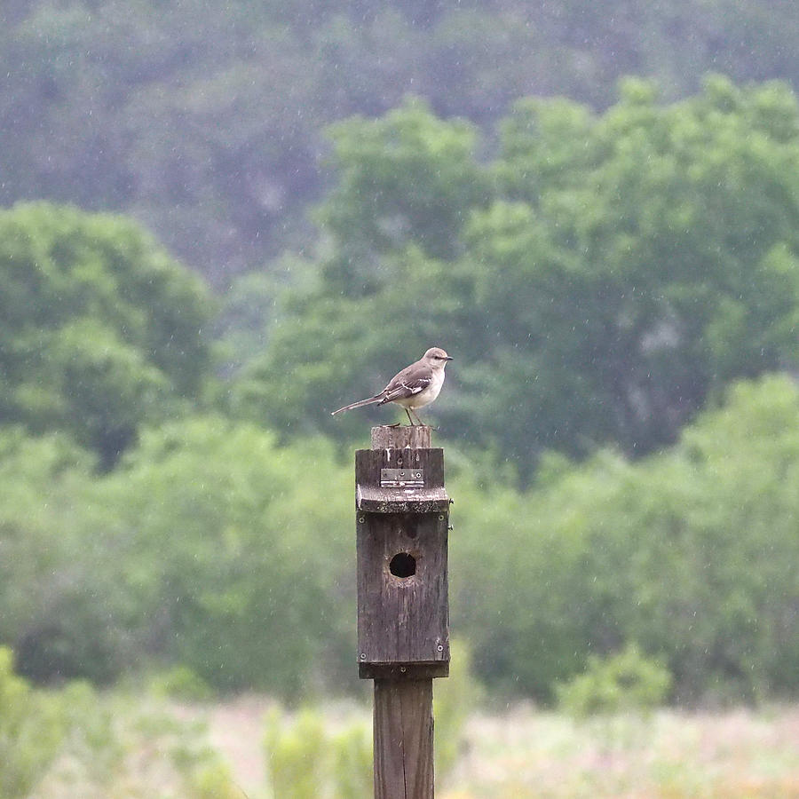Mockingbird in the rain Photograph by Life Makes Art