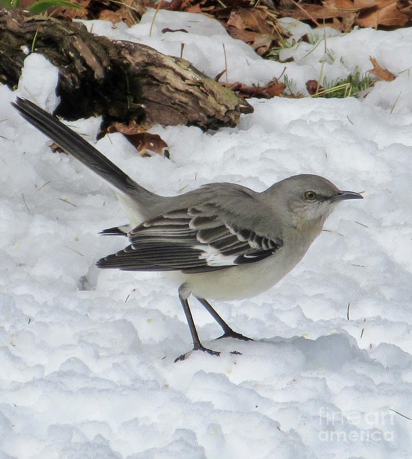 Mockingbird in the Snow Photograph by CAC Graphics