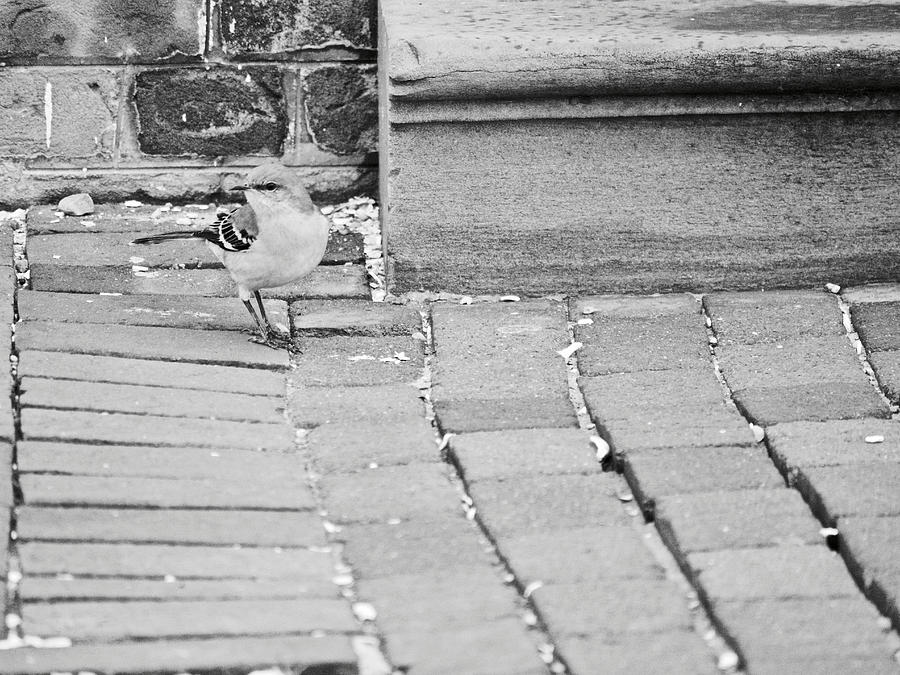 Mockingbird in Town Photograph by Lara Morrison