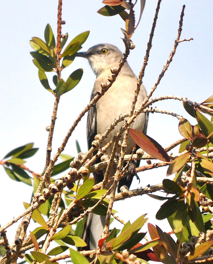 Mockingbird In Tree Photograph by Jay Milo