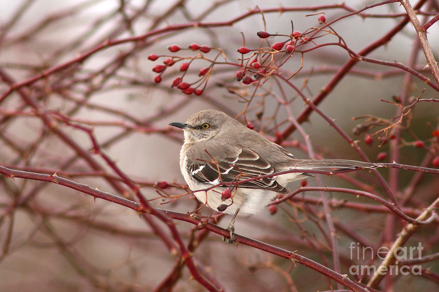 Mockingbird In Winter Rose Bush Photograph by Max Allen