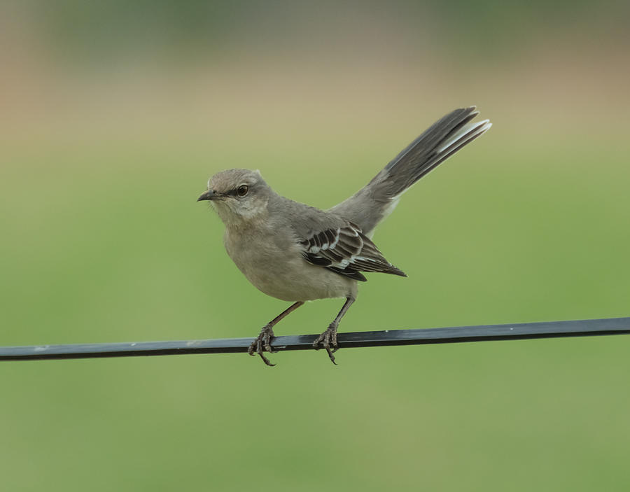 Mockingbird  Photograph by Holden The Moment