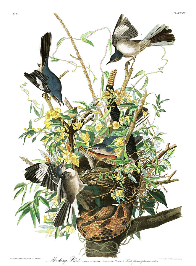 John James Audubon Painting - Mockingbird by John James Audubon