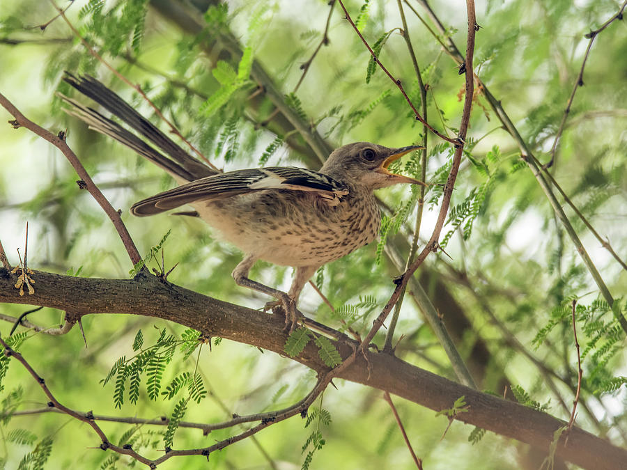 Mockingbird Juvenile Photograph by Tam Ryan
