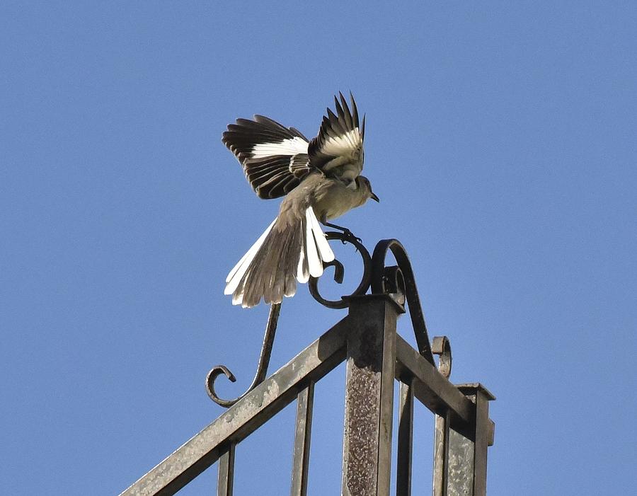 Mockingbird Landing on Fence Photograph by Linda Brody