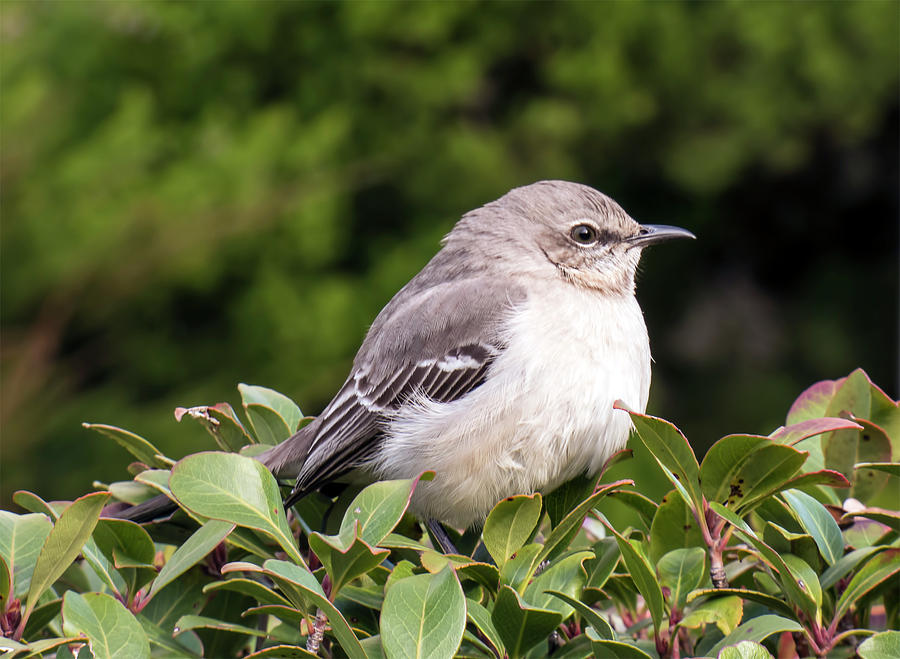 Mockingbird Photograph by Leslie Montgomery