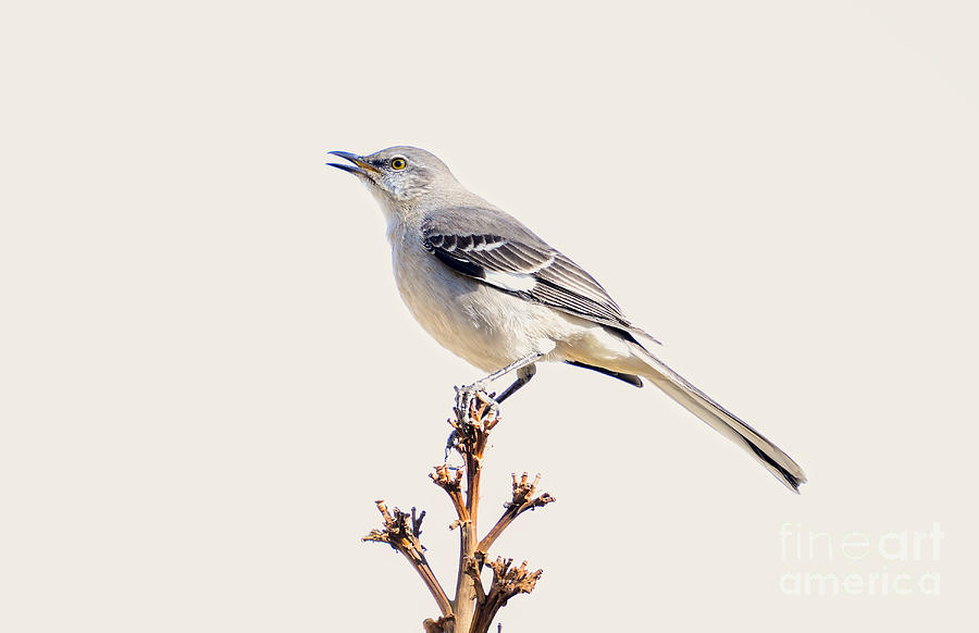 Mockingbird Photograph by Lisa Manifold