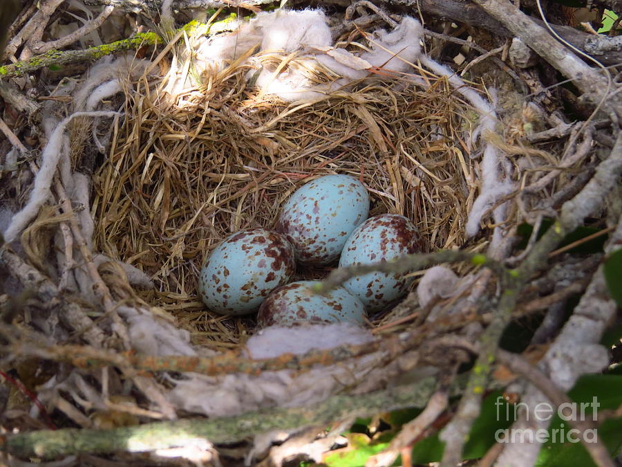 Mockingbird Photograph - Mockingbird Nest by Craig Corwin