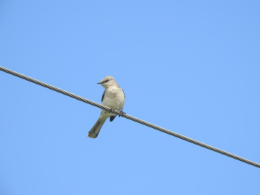 Mockingbird On A Wire Photograph by Deborah Weinhart - Fine Art America