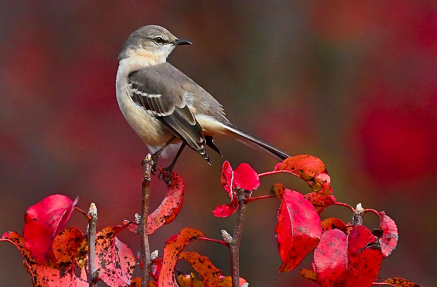 Mockingbird on Red Photograph by William Jobes