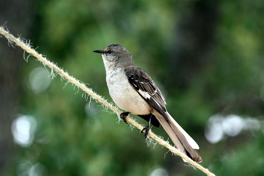 Mockingbird on Rope Photograph by Sheila Brown
