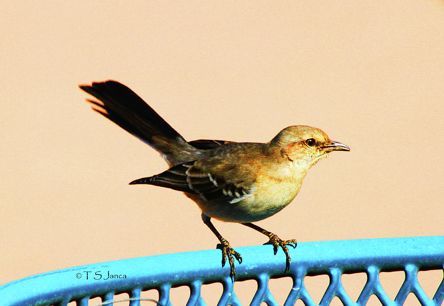 Mockingbird On The Trash Can Photograph by Tom Janca