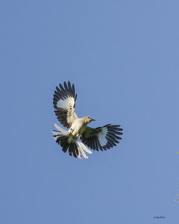Mockingbird Photograph - Mockingbird Overhead by Allen Sheffield
