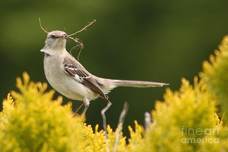 Mockingbird Photograph - Mockingbird Perched With Nesting Material by Max Allen