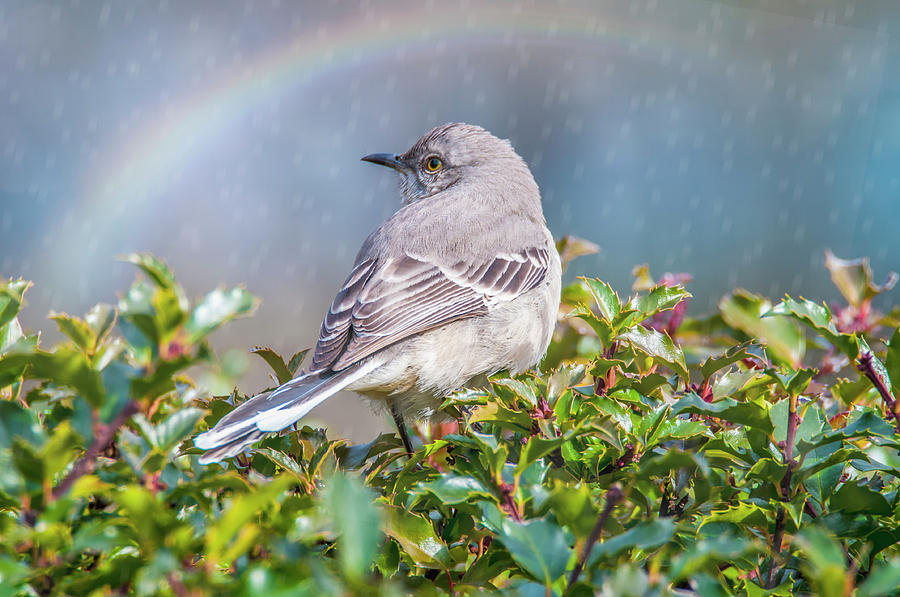Mockingbird Rainbow Photograph by Cathy Kovarik