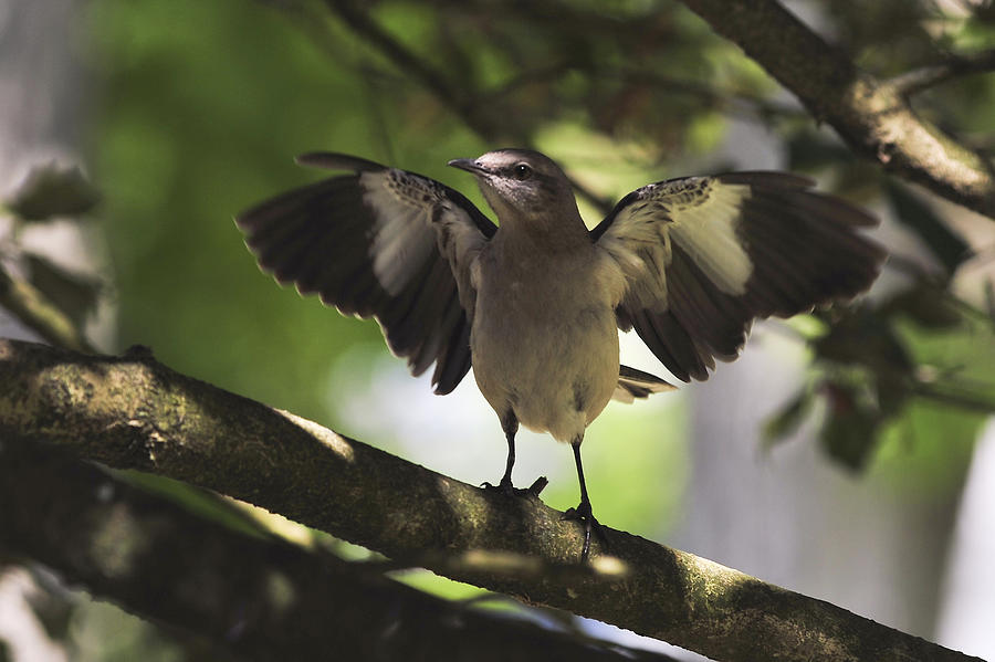 Mockingbird  Photograph by Terry DeLuco