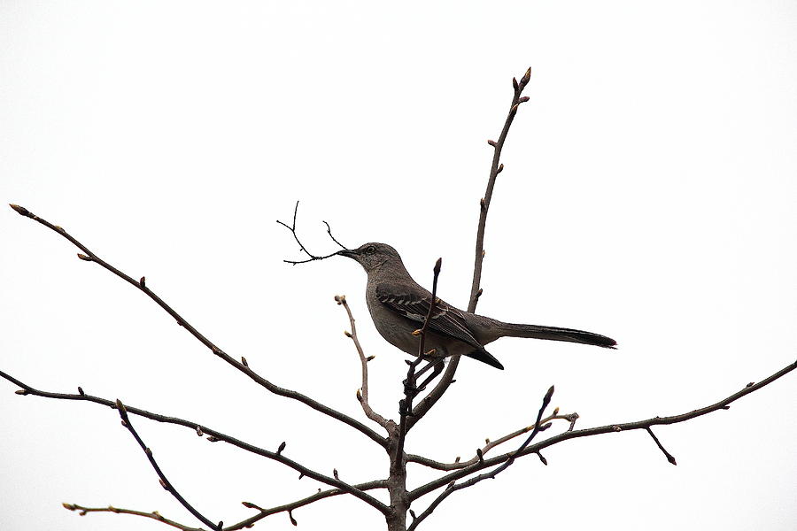 Mockingbird With Twig Photograph by Allen Nice-Webb