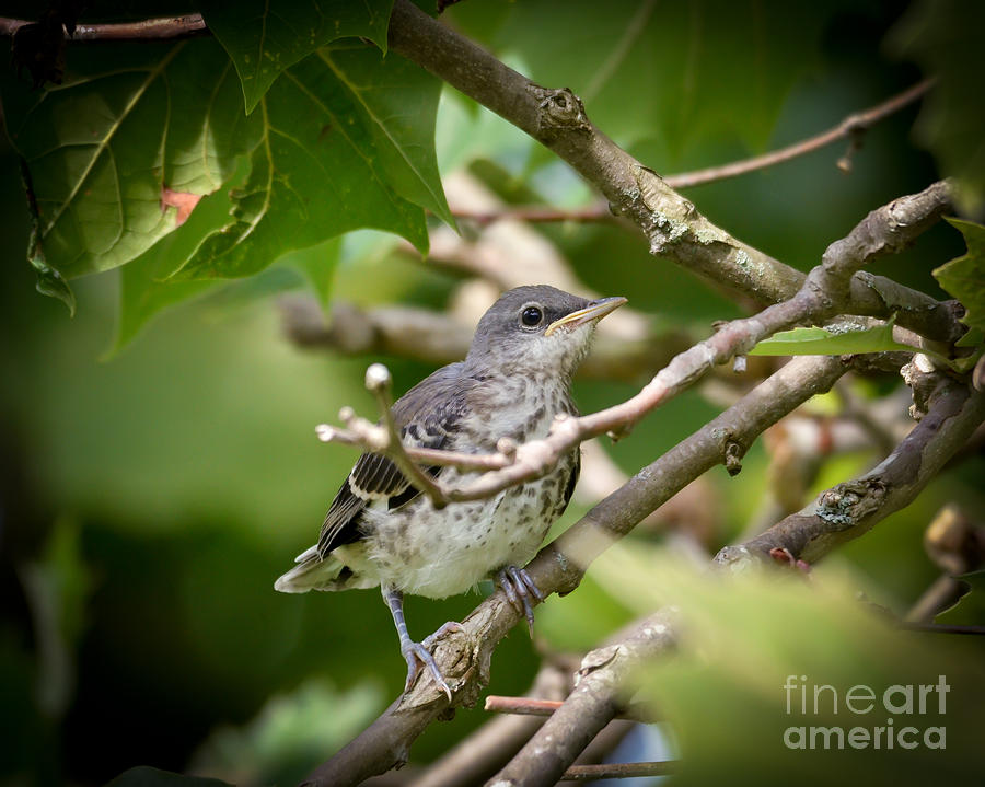 Mockingbird Youngster Photograph by Kerri Farley