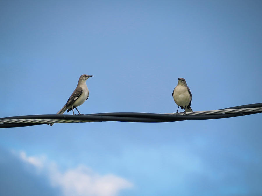 Mockingbirds on the wire Photograph by Zina Stromberg