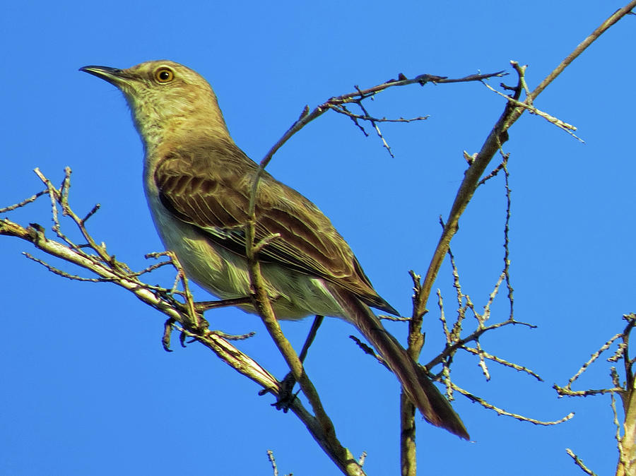 Mockingbirds Song Photograph by A H Kuusela