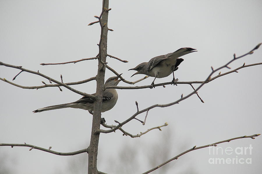 Mockingbirds Talk It Out Photograph by Allen Nice-Webb