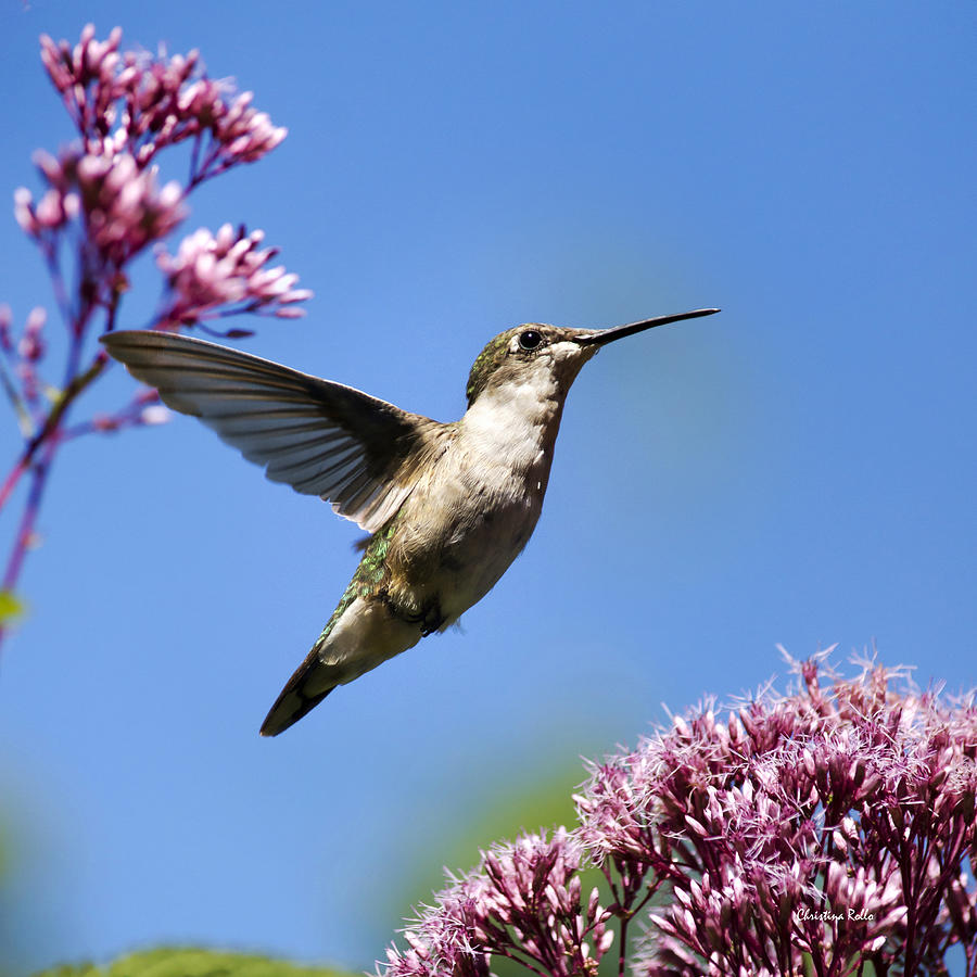 Modern Beauty Hummingbird Square Photograph by Christina Rollo