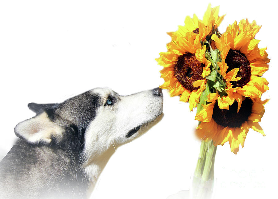 Modern Minimalist Husky and Sunflowers Photograph by Stephanie Laird