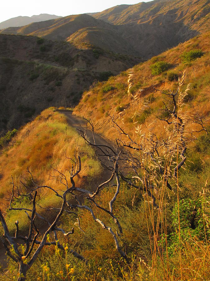 Modjeska Canyon Photograph by Rachel Partin | Fine Art America