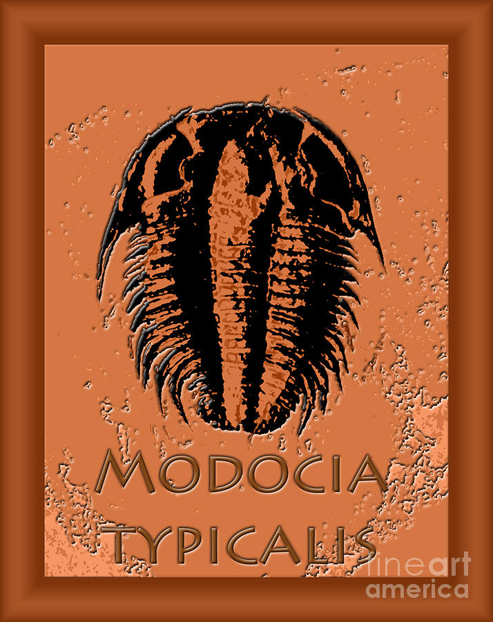 Modocia Typicalis Fossil Trilobite Photograph by Melissa A Benson