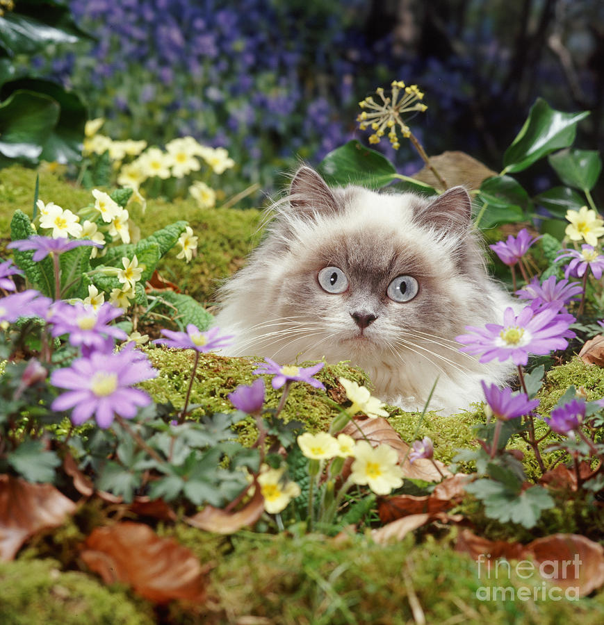 Moggy in the Moss Photograph by Warren Photographic Moggy in the Moss Photograph by Warren Photographic