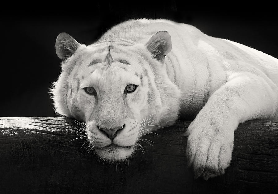 Black And White Photograph - Mohan the White Tiger by Stephanie McDowell