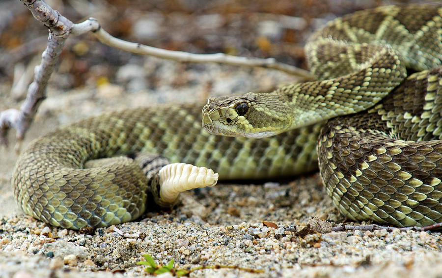 Mohave Green Rattlesnake Striking Position 5 Photograph by Bob Christopher