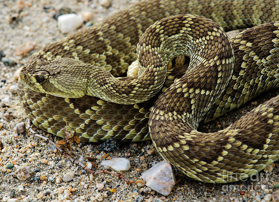 Mohave Green Rattlesnake Striking Position Photograph By Bob Christopher Pixels