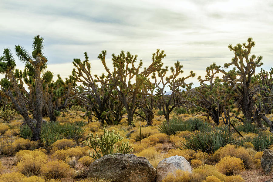 Mohave Joshua Trees Forest Photograph by Bonnie Follett