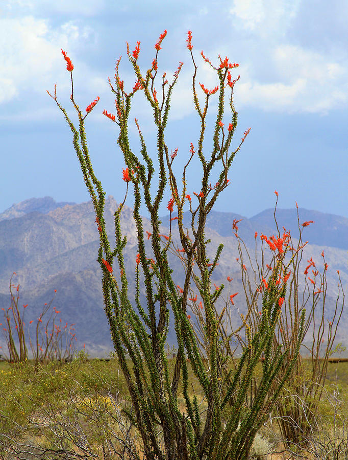 Mohave Ocotillo Photograph by Bonnie Follett