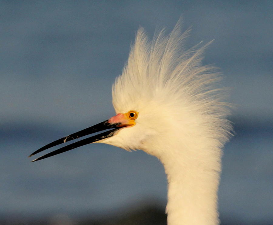 Mohawk Egret Photograph by Sean Allen