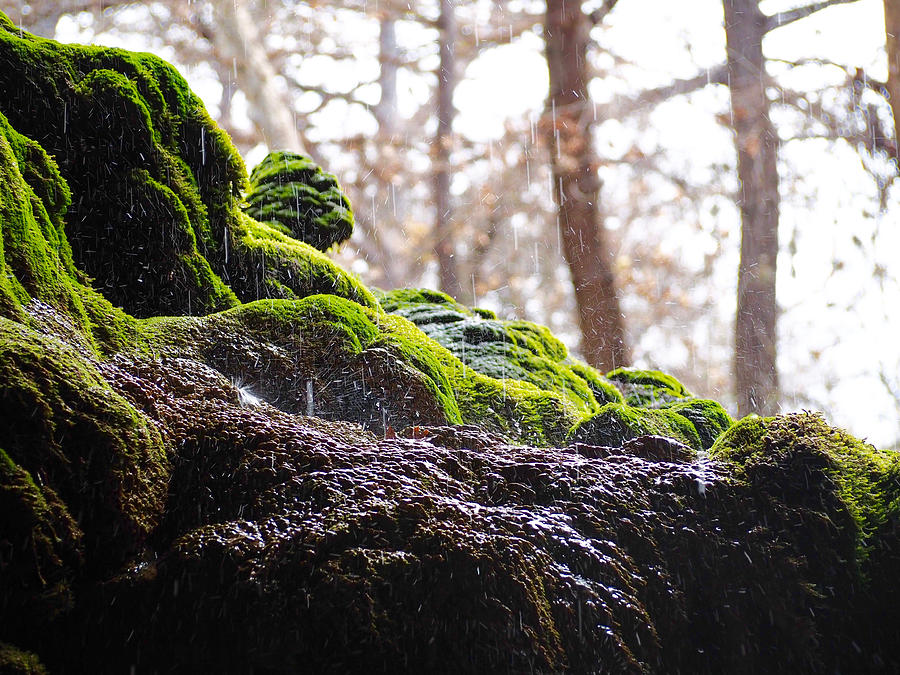 Moist moss Photograph by Life Makes Art