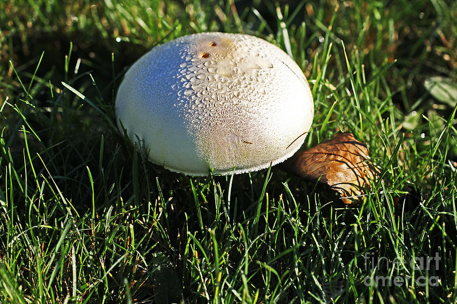Moist Mushroom and Leaf in Grass Photograph by David Frederick