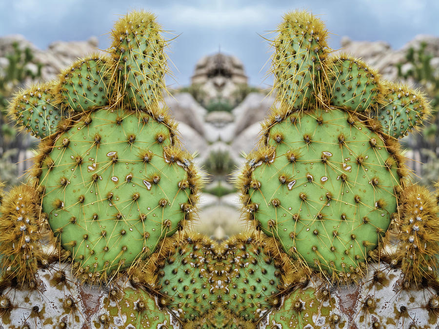 Mojave Cactus Mirror Photograph by Kyle Hanson
