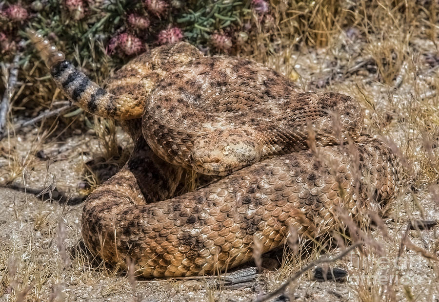 Snake Photograph - Mojave Camouflage by Lisa Manifold